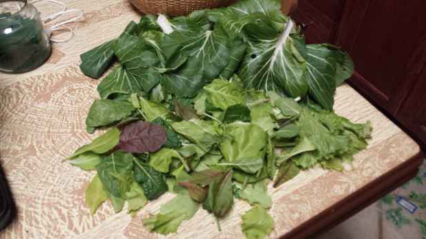greens from the garden