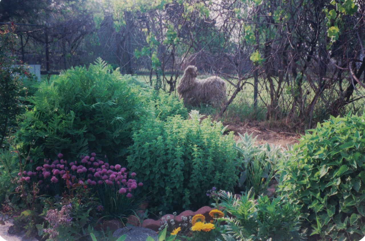 Herb garden angora got high